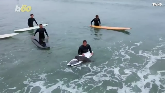 Must See! Baby Seal Climbs Aboard Surfer’s Boards in San Diego